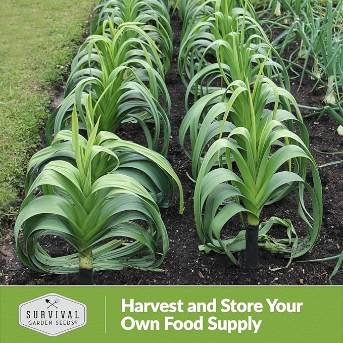 Survival Garden Seeds Giant Leek Seed for Planting - 5 Packets with Instructions to Plant and Grow Enormous Leeks in Your Home Vegetable Garden - Non-GMO Heirloom