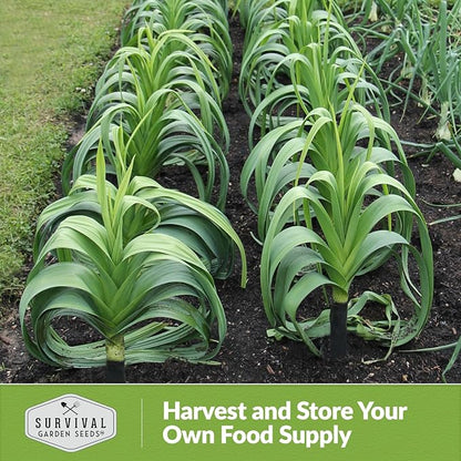 Survival Garden Seeds Giant Leek Seed for Planting - 1 Packet with Instructions to Plant and Grow Enormous Leeks in Your Home Vegetable Garden - Non-GMO Heirloom