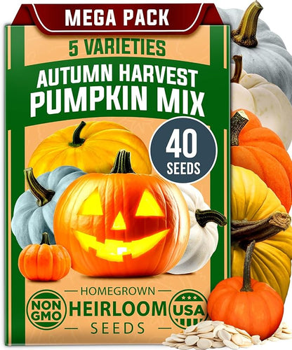 HOME GROWN Pumpkin Seeds for Planting - 5 Variety Mix - 40 Seeds - Heirloom Non GMO USA - Vegetable Garden - Edible & Jack O Lanterns - Connecticut Field Blue White Mini - Autumn Harvest