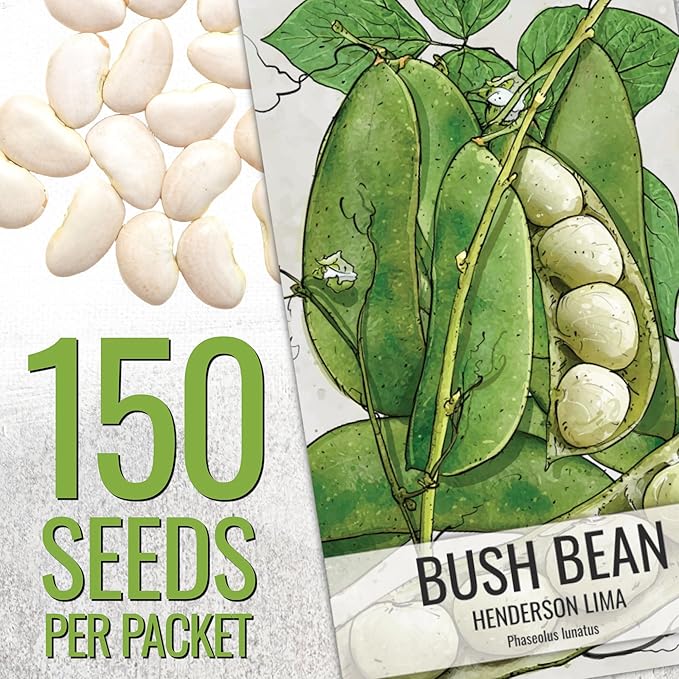 Seed Needs Henderson Lima Bush Bean Seeds for Planting | 2 Ounce 150+ Seeds Phaseolus Vulgaris Non GMO Vegetable Seed Garden Variety | Easy to Grow Lima Bean Seed Home Garden Favorite | Bulk