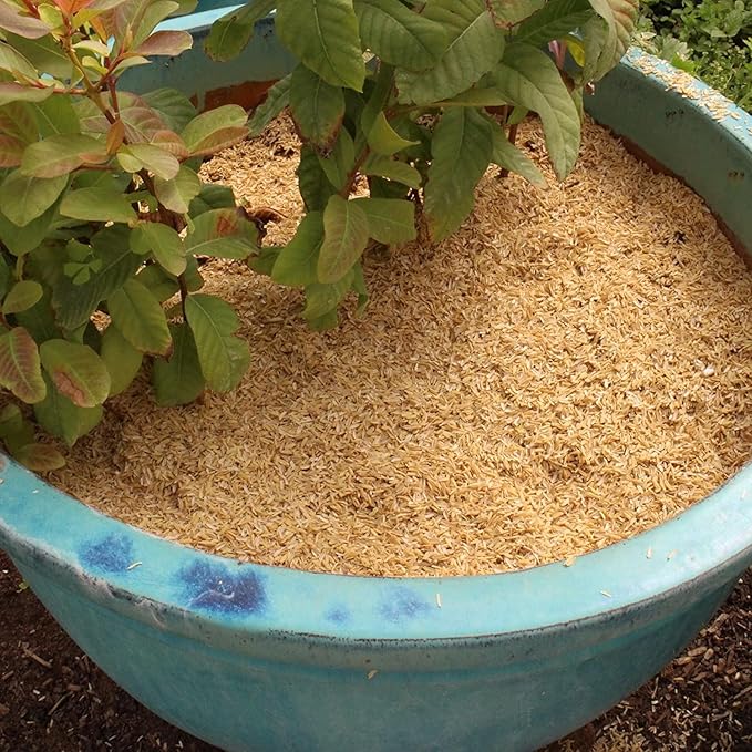 Gardenera Organic Rice Hulls - Improve Soil Texture and Nutrient Retention - Best for House Plants and Chicken Bedding - 1 Quart
