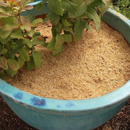 Gardenera Organic Rice Hulls - Sustainable Gardening Solution for Healthy Roots, Disease Prevention, and Weed Management - 5 QUARTS