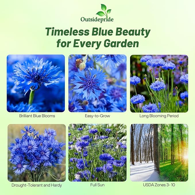 Outsidepride Blue Cornflower Seeds for Planting - 1 lb. Annual Bachelor's Button Flower Seeds for Cut Flower Gardens, Drought-Tolerant, Attracts Pollinators, Ideal for Borders & Bouquets