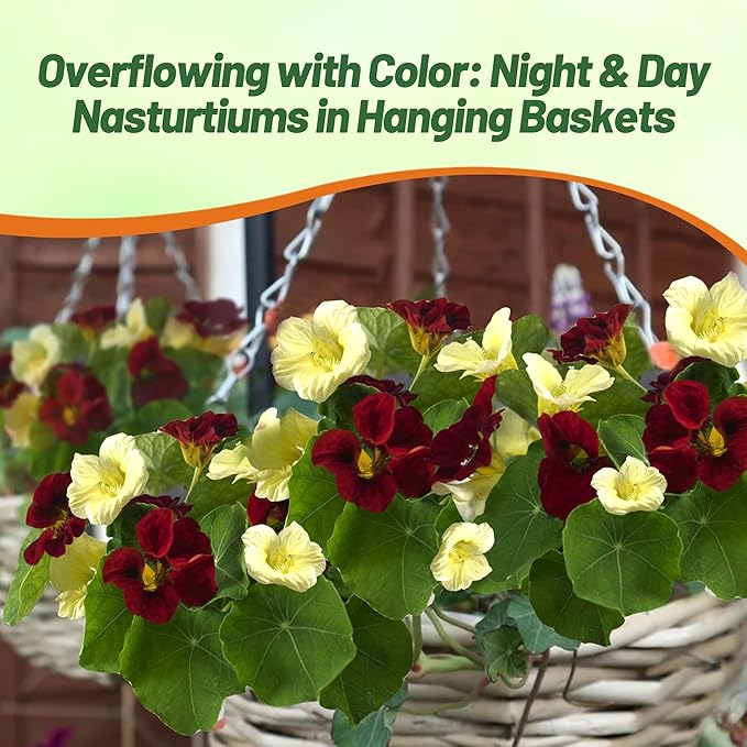 Outsidepride Single Night & Day Nasturtium Seeds - 400 Pcs Annual, Easy to Grow & Versatile, Flower Seeds for Planting Vibrant Blooms, Ideal for Gardens, Borders, and Pollinator Gardens