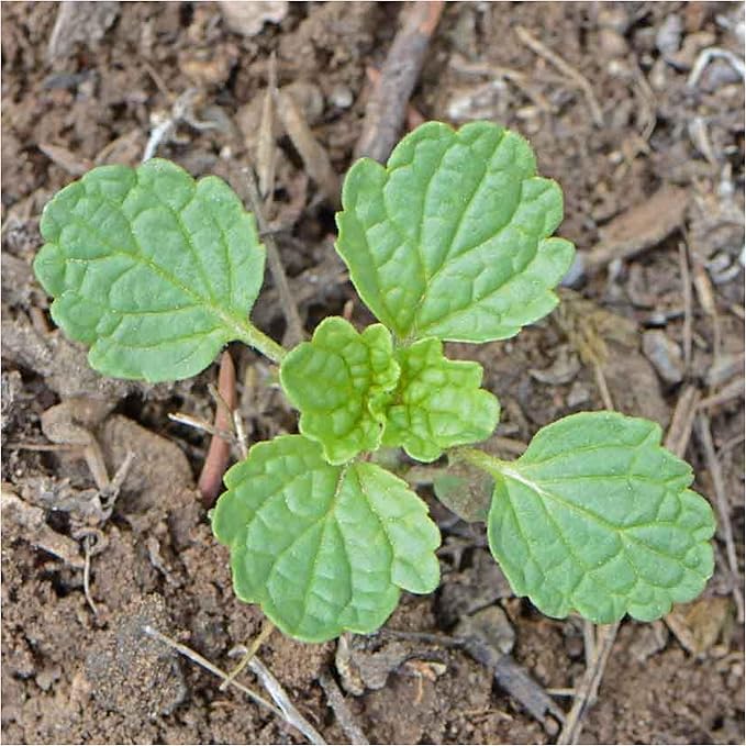 Seed Needs, Bells of Ireland Seeds - 400 Heirloom Seeds for Planting Molucella laevis - Green Bell Shaped Flowers, Perfect as a Cut Flower, Attracts Pollinators (2 Packs)