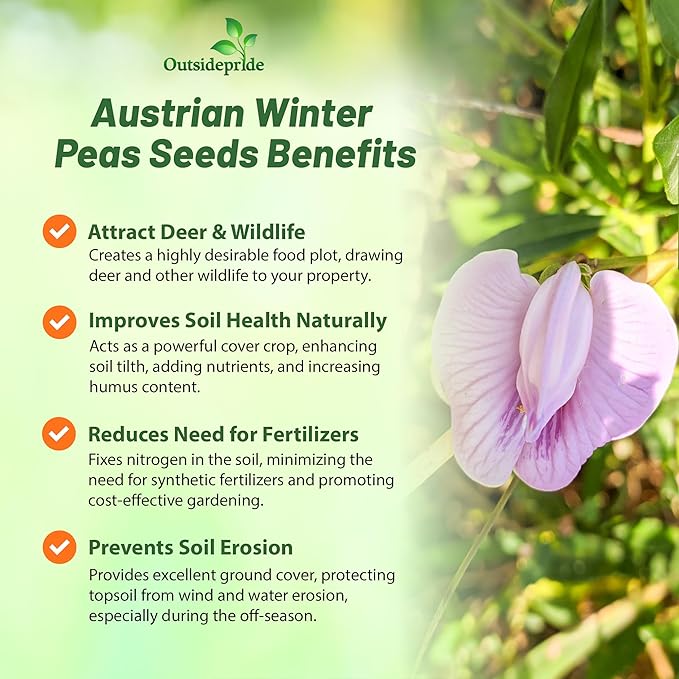 Outsidepride Austrian Winter Peas Seeds for Planting – 1 oz (Cool-Season Cover Crop, High-Protein Deer Food Plot Seed) Field Peas, Cover Crop Seeds, Spring Mix for Soil Health & Forage