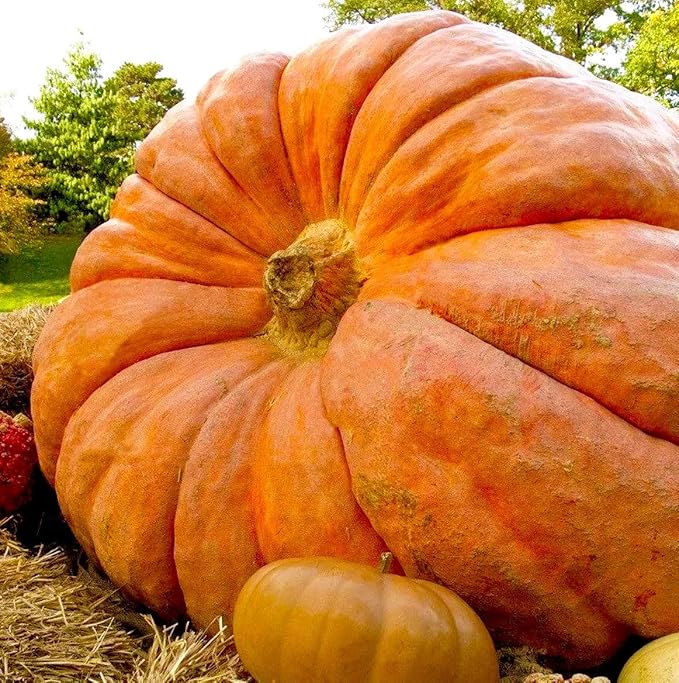 Park Seed Dill's Atlantic Giant Pumpkin Seeds – Non-GMO, World Record Giant Pumpkin Variety, Grows Up to 500 lbs or More, Heirloom for Competition or Display, Pack of 10