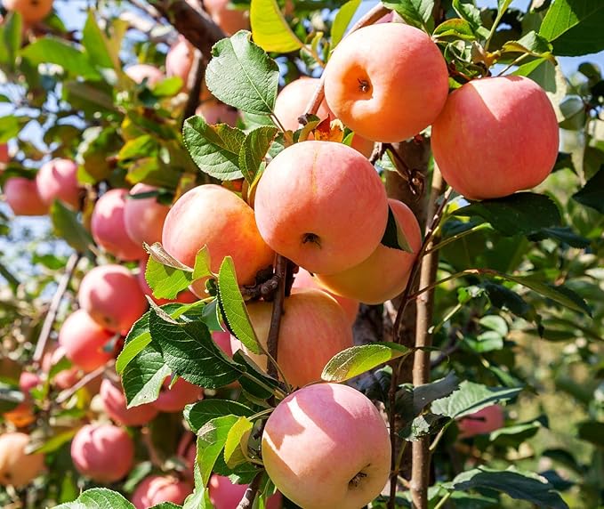 100 pcs Apple Tree Seeds Honey Crisp Honey Crunch Pomme Pommier Fruit Plant Bonsai Malus Seeds