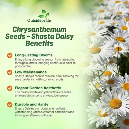 Outsidepride Shasta Daisy Chrysanthemum Seeds - 5000 Pcs. Perennial Deer Proof, Drought Tolerant, Wildflower Seeds for Pollinator Gardens, Cut Flowers & Water-Efficient, Low Maintenance Landscaping