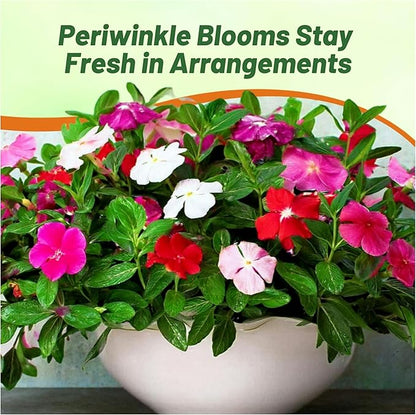 Outsidepride Mix Periwinkle Seeds for Planting – 4000 Pcs Annual, Fast-Blooming, Heat & Drought Tolerant Vinca Flower Seeds with Vibrant Colors Ideal for Gardens, Beds, Borders & Containers