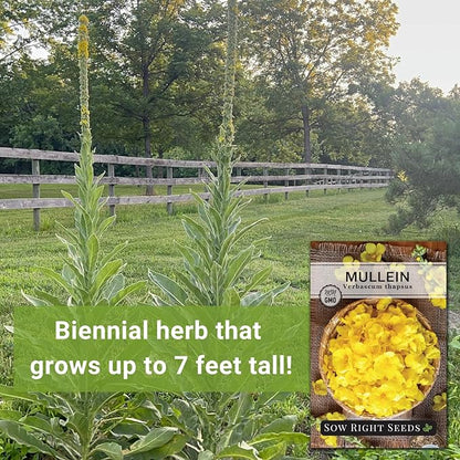 Sow Right Seeds - Mullein Seeds for Planting - Non-GMO Heirloom Variety - Ideal for Gardens, Landscaping, Medicinal Herbs - Easy to Grow - Indoor or Outdoor Growing - Herb Garden (1)