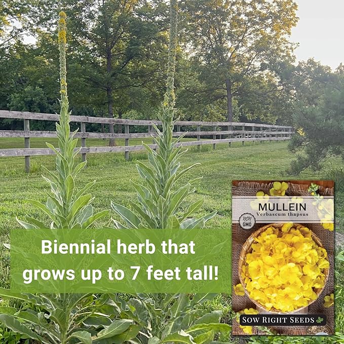 Sow Right Seeds - Mullein Seeds for Planting - Non-GMO Heirloom Variety - Ideal for Gardens, Landscaping, Medicinal Herbs - Easy to Grow - Indoor or Outdoor Growing - Herb Garden (3)