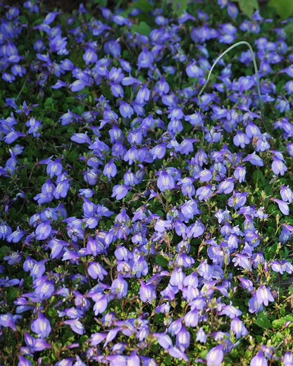 Perennial Farm Marketplace Mazus reptans (Creeping Blue) Groundcover, 1 Quart, Bright Bluish Colored Flowers