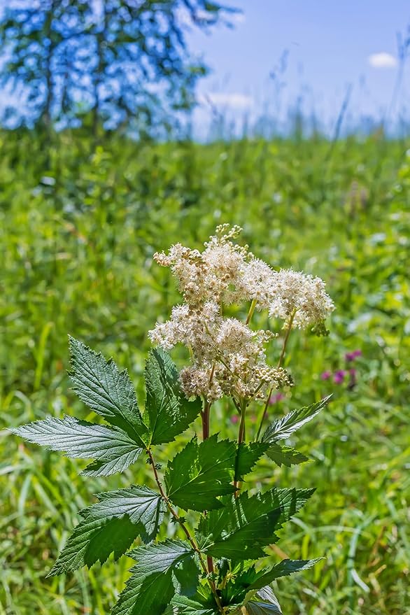 Meadowsweet 350 Seeds (Filipendula ulmaria) Heirloom - Open Pollinated