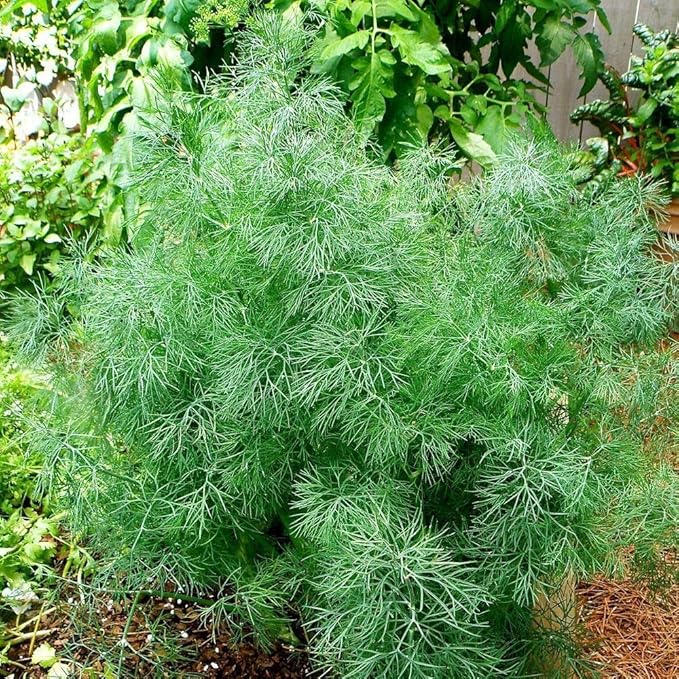 2000+ Seeds Bush Dill - Vegetable Green