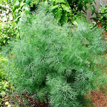 2000+ Seeds Bush Dill - Vegetable Green