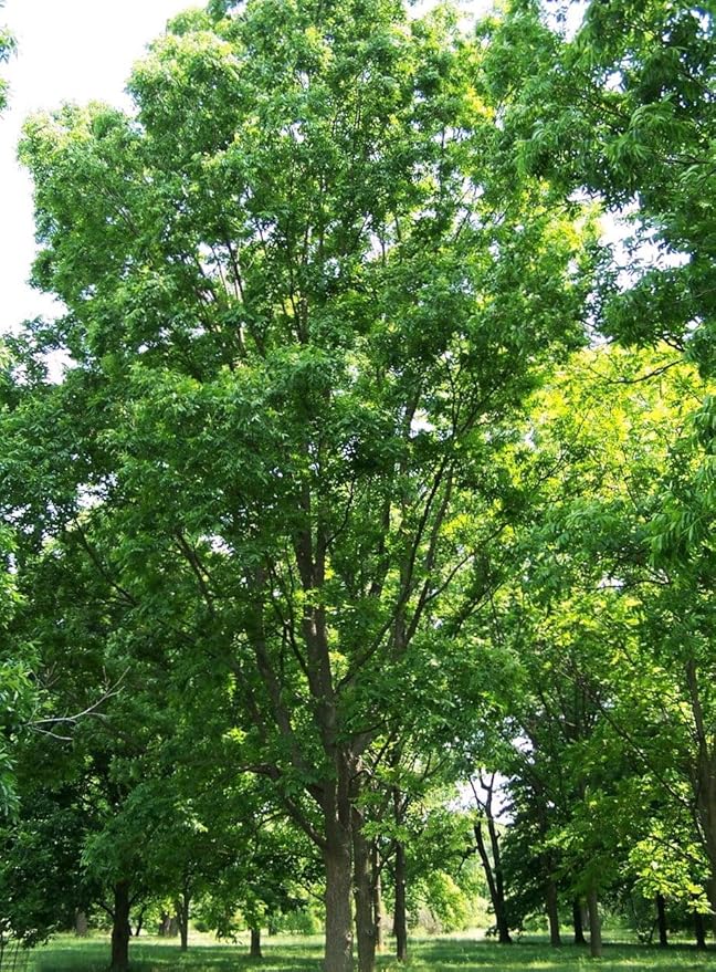 TomorrowSeeds - Pecan Tree Seeds - 18+ Count - for 2026 Planting Carya Illinoensis Illinois Nut Pecans Buttery Edible Texas American Hickory Native Perennial Trees Grow Your Own Home Farm Patio