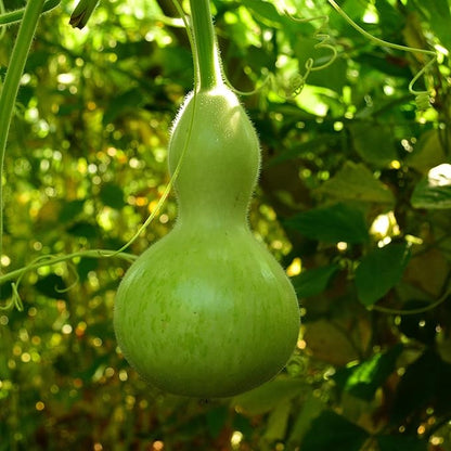 Birdhouse Gourd - 25 Seeds - Heirloom Bottle Gourd Variety, Non-GMO Gourd Seeds for Planting Outdoors in The Home Garden, Thresh Seed Company