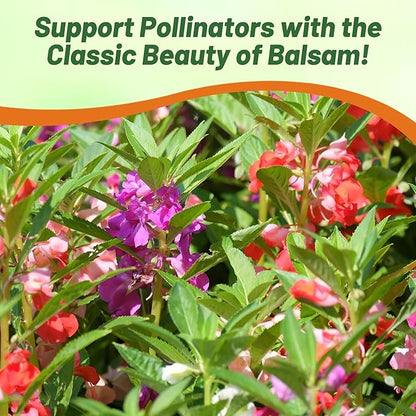 Outsidepride Balsam Impatiens Flower Seeds - 1000 Pcs Annual, Compact & Pollinator Friendly, Impatiens Seeds for Planting w/Vibrant, Abundant Blooms for Shade Gardens & Container Displays