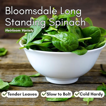 Bloomsdale Long Standing Spinach Seeds for Planting – Heirloom Spinach Seeds for Home Gardens, Tender Baby Spinach Leaves, Cold Hardy Variety for Spring & Fall Growing | Woods Creek Seeds