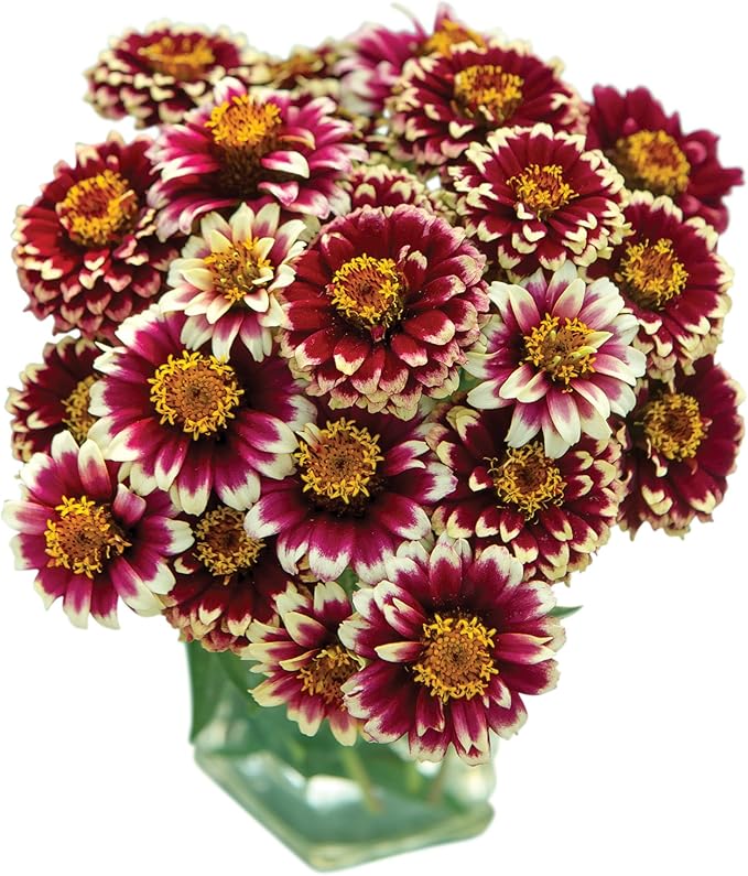 Burpee Color Crackle Zinnia Seeds 50 seeds