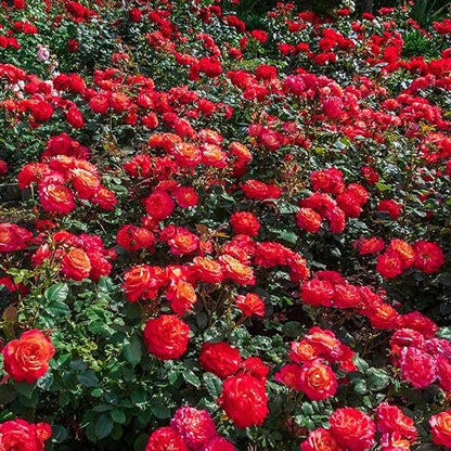 Perfect Rose Fertilizer – Premium Rose and Flower Fertilizers – Floral Nutrients for All Types of Flowers – Plant Nutrients with Kelp for Soil and Hydroponic Flower Gardens