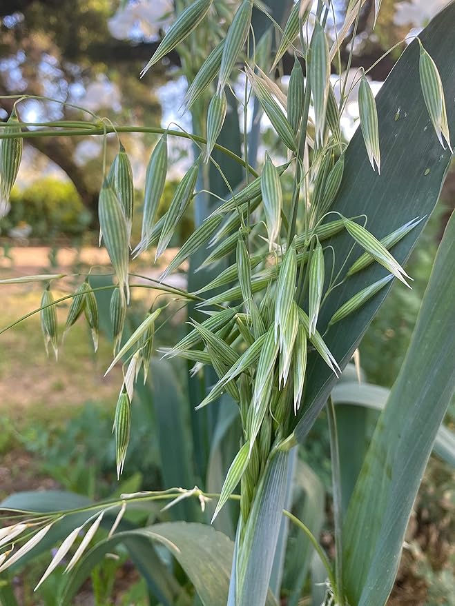 All Good Things Organic Great Grains Seeds for Planting: 4 Packet Collection - Barley, Oat, Rye, Wheat - Heirloom Variety Pack