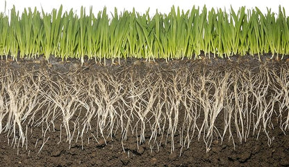 Keep Plants Alive Without Water for Up to 2-Weeks (1 Pound)