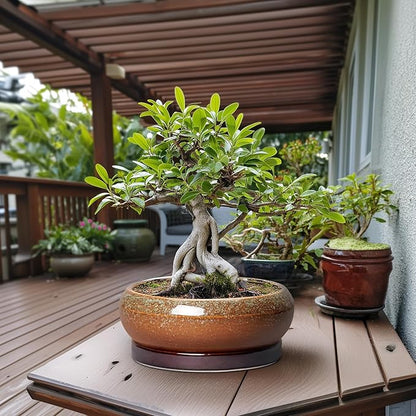 Bonsai Pots 13 Inch - Large Ceramic Succulent Planter for Indoor Outdoor, Round Shallow Planters with Drainage Hole and Saucer, Large Succulent Pots, Patio Decor, Garden Gifts, Retro Brown