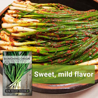 Sow Right Seeds - Tokyo Long White Bunching Onion Seeds for Planting - Perfect for Planting Outdoors or Indoors - Non-GMO Heirloom Green Onions - Easy to Grow for Gardeners - Tasty Flavor (4)