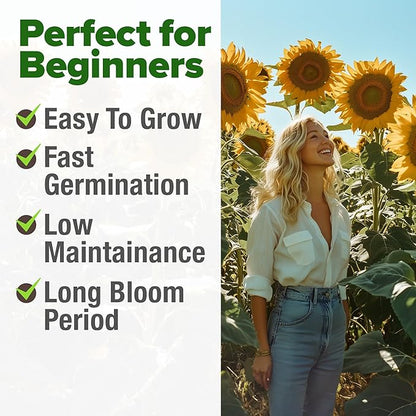 HOME GROWN Sunflower Seeds to Plant | 520+ Giant Mammoth Sunflower Seeds for Planting Bulk Packet | Heirloom, High Germination, Easy to Grow Jumbo Sun Flower for Home Garden(Helianthus annuus)