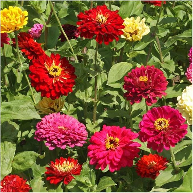 Seed Needs, Mixed State Fair Zinnia Seeds - 250 Heirloom Seeds for Planting Zinnia Elegans - Annual Flowers to Attract Butterflies & Other Pollinators, Great Cut Flower (5 Packs)