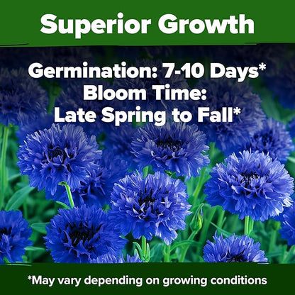 HOME GROWN Bachelor Button Seeds Tall Blue - 6000 Cornflower, Stunning Blue Blooms for Wildflower Gardens, Non-GMO Flowers & Pollinator-Friendly Spaces, Low Maintenance Flower Seeds (Centaurea cyanus)