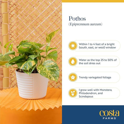 Costa Farms Baltic Blue Pothos Live Plant in Decorative Pot, Air Purifying Indoor Houseplant, Perfect for Home, Room, or Office Decor, Great House Warming or Birthday Gift, 10-14 Inches Tall