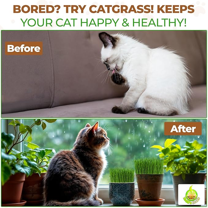 Todd's Seeds Wheatgrass Seeds; Hard Red Winter Wheat, Non-GMO, Chemical Free, High Germination (5 Pounds)