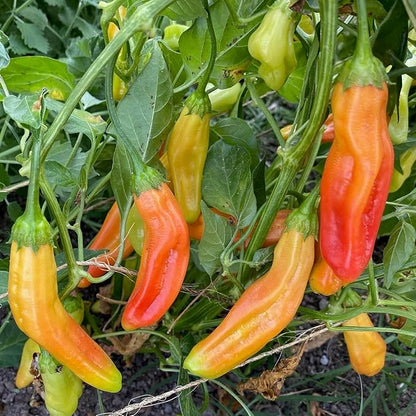 Plant Good Seed Organic Aji Amarillo Pepper Seeds for Planting: Peruvian Heirloom Chili, Orange Yellow Fruits - 30 Seed Packet
