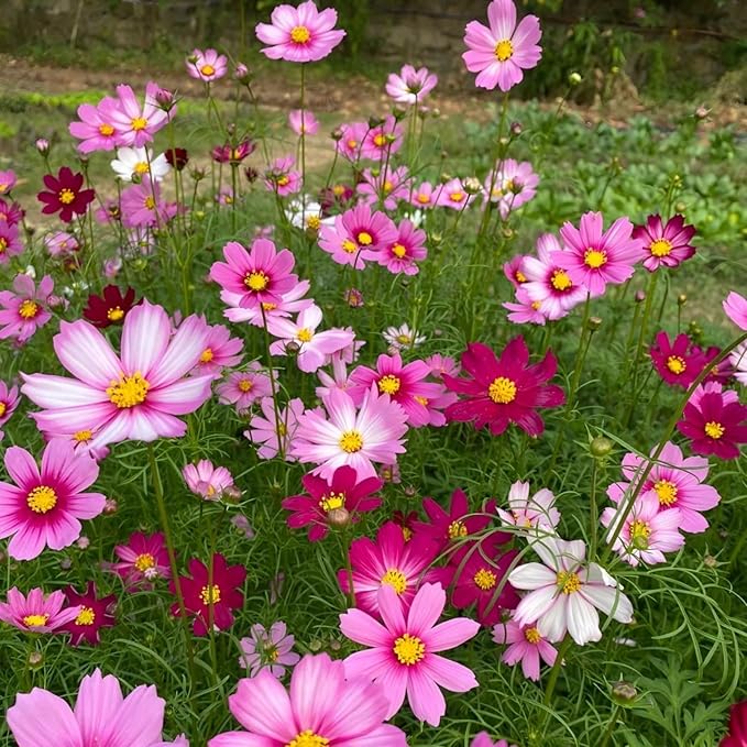 200 PCS Seeds Mixed Colors, Non-GMO Open Pollinated,Annual Flower Seeds for Garden, Pots, Landscaping, High Germination Rate