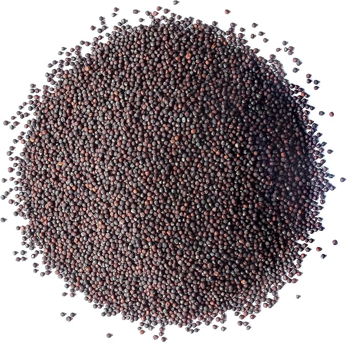 Food to Live Broccoli Seeds for Sprouting, 12 Pounds – Vegan, Kosher, Sirtfood, Bulk. Rich in Sulforaphane, Vitamin C, Vitamin A. Great for Growing Sprouts, Microgreens. High Germination Rate