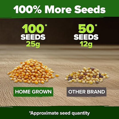 HOME GROWN Non GMO Golden Bantam Corn 1 Pack 100 Heirloom Vegetable Seeds Grow Sweet Corn Outdoors Easy for Beginners & Great for Home Gardeners High Germination (Zea mays)