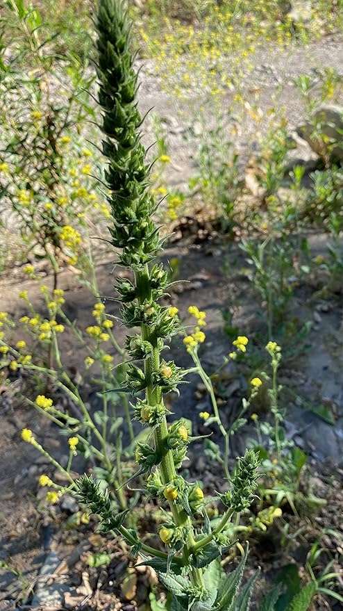 Plant Good Seed Wand Mullein Seeds - Pack of 250, Heirloom Seeds for Planting Herbs, Flowers - Gardening Supplies, Wildflower, Herb Garden, Flower Seeds to Plant Outside - from USA