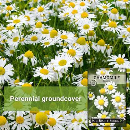Sow Right Seeds - Roman Chamomile Seeds for Planting - Non-GMO Heirloom Packet with Instructions to Grow an Herbal Tea Garden - Indoors or Outdoor - Low Growing with Small Daisy-Like Blooms (4)