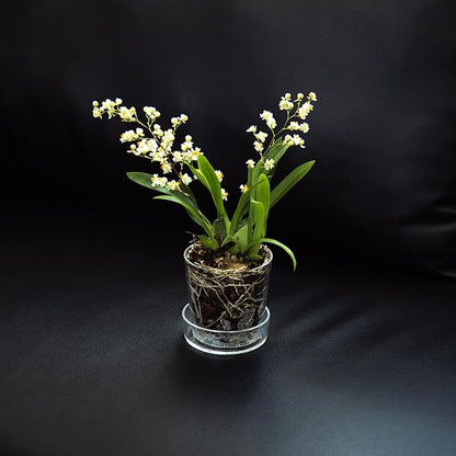 Phoenix Vine 3.5 Inch Clear Acrylic Planter Pot with Tray, Orchid Pot with Drainage Holes, Deep Saucer for Bottom Watering, Transparent Containers for Indoor Plants, Herbs, Set of 12, 91-A-D-12