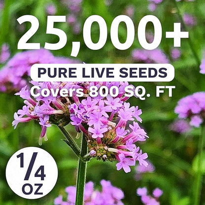 Purpletop Verbena – Large 1/4 Ounce Seed Packet – 25,000 Flower Seeds for Planting – Verbena bonariensis