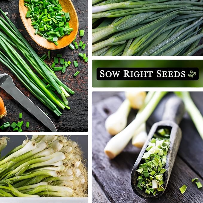 Sow Right Seeds - Heshiko Japanese Bunching Green Onion Seeds for Planting - Non-GMO Heirloom - Instructions to Plant and Grow a Kitchen Garden Indoors or Outdoors - Mild Onion Flavor for Cooking (4)