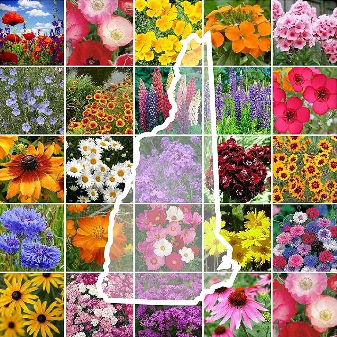 Eden Brothers New Hampshire Wildflower Mixed Seeds for Planting, 1 oz, 30,000+ Seeds with Cosmos, Lupine | Attracts Pollinators, Plant in Spring or Fall, Zones