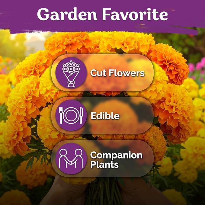 KVITER 500 Cracker Jack Marigold Seeds (Tagetes Erecta) - African Marigold, Giant Bloom, Non GMO Heirloom Seed - Annual Flower Seeds in Seed Packets, Ideal for Outdoor Garden, Patios and Borders