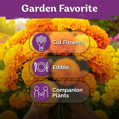 KVITER 500 Cracker Jack Marigold Seeds (Tagetes Erecta) - African Marigold, Giant Bloom, Non GMO Heirloom Seed - Annual Flower Seeds in Seed Packets, Ideal for Outdoor Garden, Patios and Borders