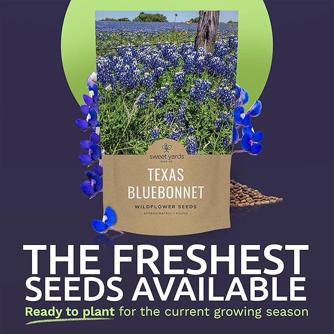 Bulk Texas Bluebonnet Wildflower Seeds - 1 Pound Bag - Over 16,000 Native Seeds - Texas State Flower!