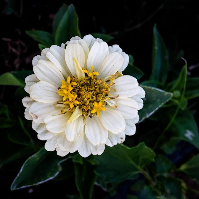 Plant Good Seed Organic Thumbelina Zinnia Seeds - Pack of 200, Heirloom Seeds for Planting Flowers - Gardening Supplies, Wildflower, Herb Garden, Flower Seeds to Plant Outside - from USA