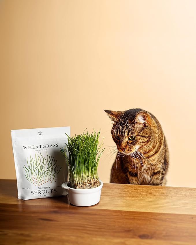 Organic Wheatgrass Seeds (16 oz) – Non-GMO, Heirloom Seeds for Sprouting and Microgreens